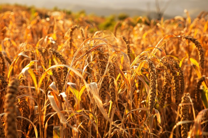 阳城县大力推动谷子产业强县,山西一和农业科技发展有限公司荣获项目支持