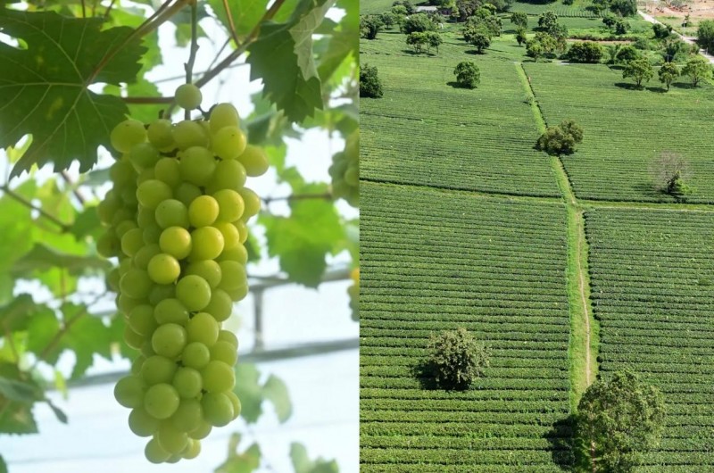 镜头聚焦英德美|广东建设职业技术学院乡韵薪火突击队探访梅子寨特色产业发展