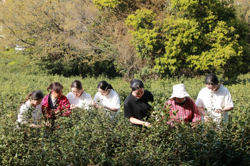 浙江舟旅健院“植此青绿”团队开启普陀佛茶调研，探索产业发展新路径