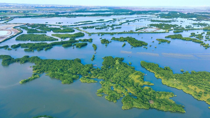 植此青绿 向海而生 —— 校企地共植红树林,绘就绿美湛江生态新篇