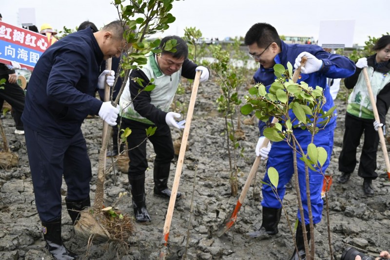 植此青绿 向海而生 —— 校企地共植红树林,绘就绿美湛江生态新篇