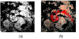 nature系列期刊最新发表：重庆理工大学团队携手莱森光学，以高光谱成像