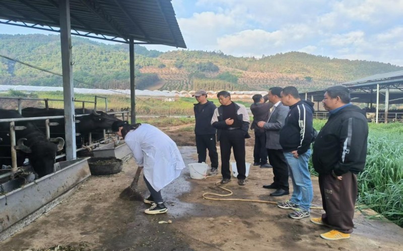 《芒市农民院士科技服务站赴芒丙村开展调研指导，助力养殖发展》