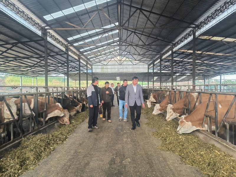 《芒市农民院士科技服务站赴芒丙村开展调研指导，助力养殖发展》