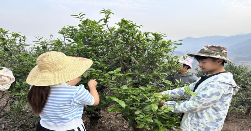 “绿叶变金叶”古茶新绘-学生团队赋能茶产业振兴促农增收