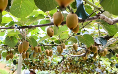 安发生物：以高品质生态原材料夯实企业发展基石，“链”就乡村振兴新图景