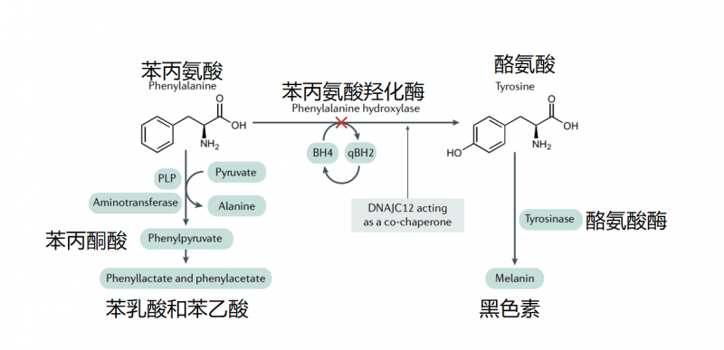 全球首创！赛立复获中美双专利：nadh治疗苯丙酮尿症取得大进展