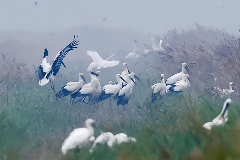 超500只濒危东方白鹳“组团”栖息南大港湿地
