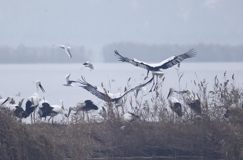 超500只濒危东方白鹳“组团”栖息南大港湿地