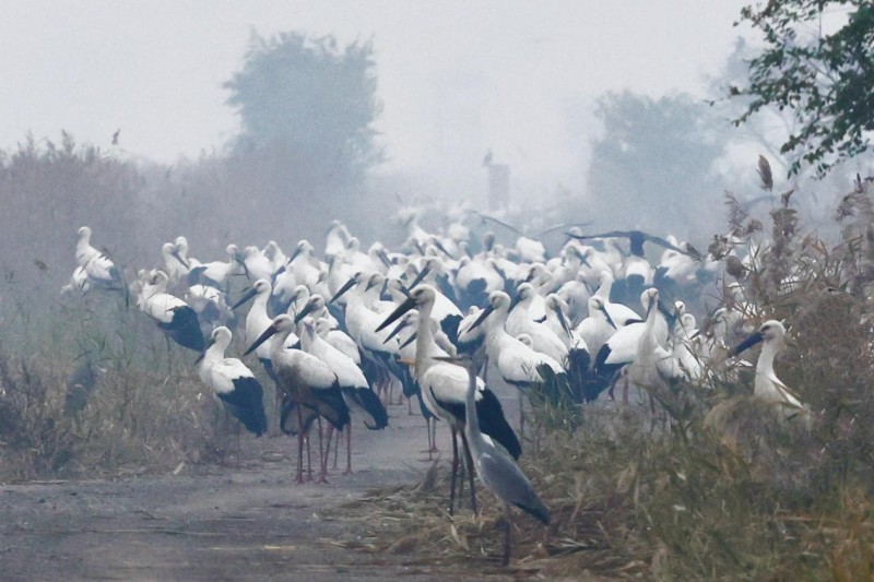超500只濒危东方白鹳“组团”栖息南大港湿地