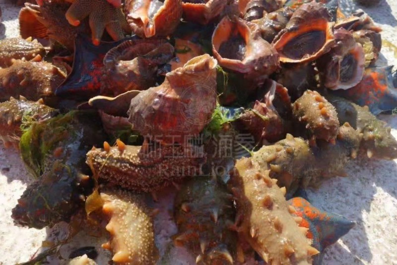 解码海参：新玉麟引领健康饮食新体验