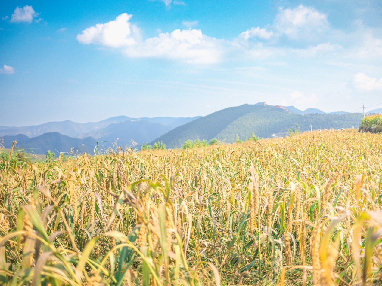 太行红苗谷闪耀亮相第八届中国(山西)特色农产品交易博览会